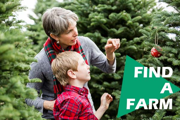 Find a New Hampshire Christmas Tree Farm